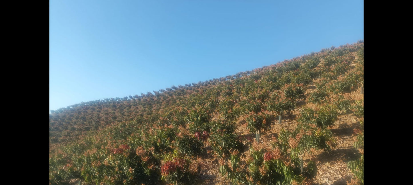 Rincon de la Victroria - Finca de mangos