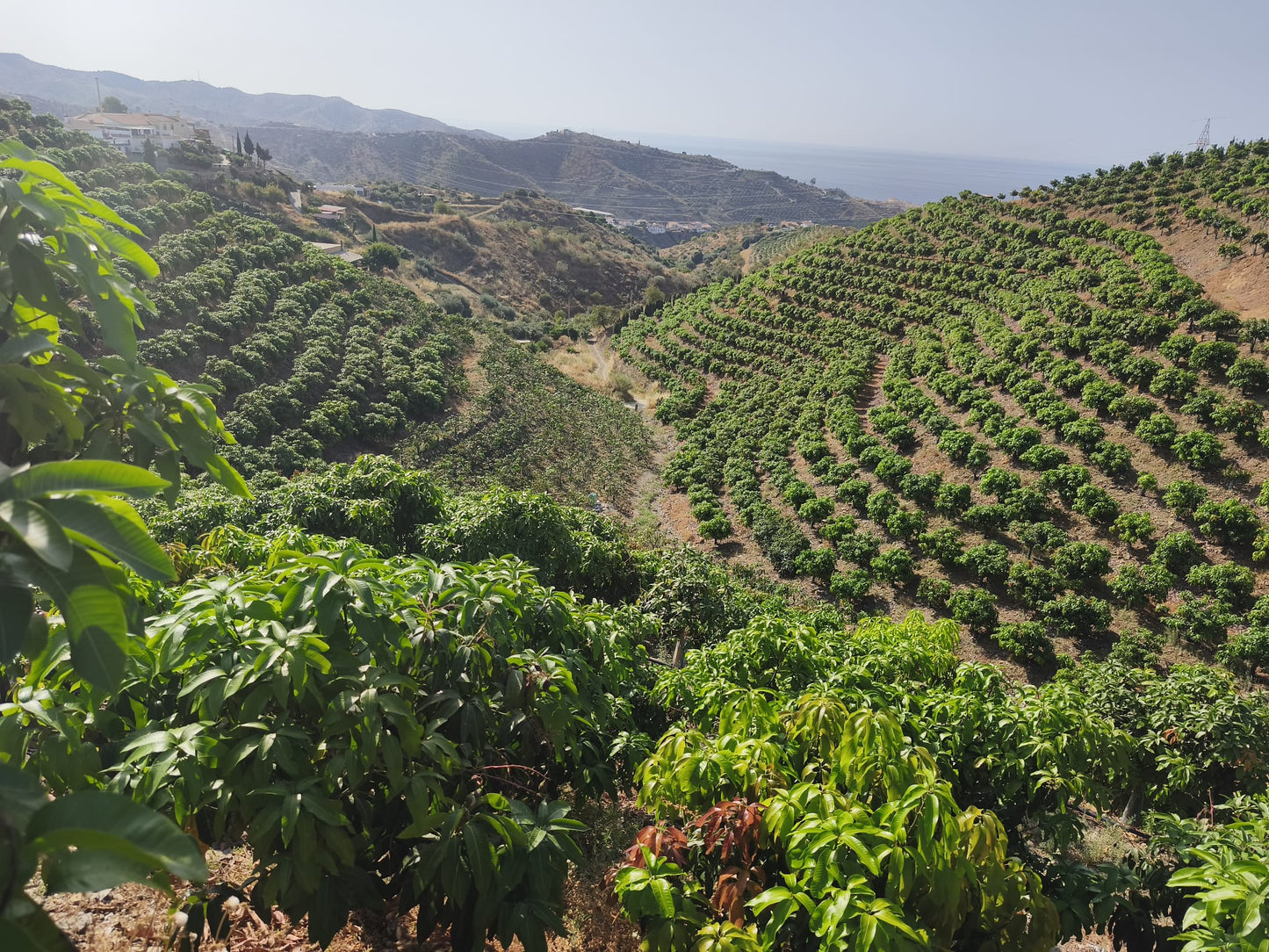 Rincon de la Victroria - Finca de mangos
