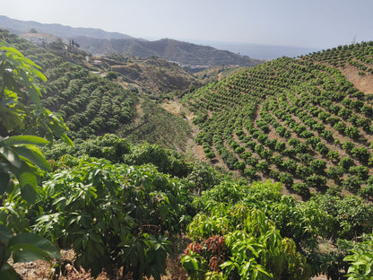 Rincon de la Victroria - Finca de mangos