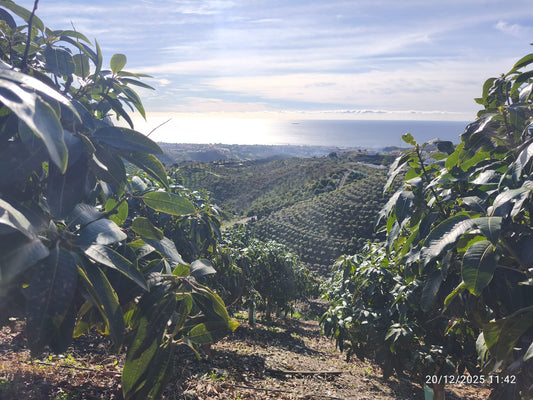 Rincon de la Victroria - Finca de mangos