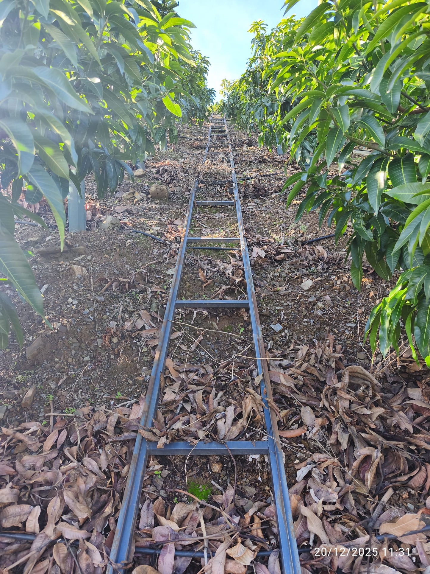 Rincon de la Victroria - Finca de mangos