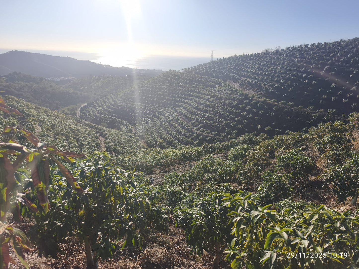 Rincon de la Victroria - Finca de mangos