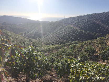 Rincon de la Victroria - Finca de mangos