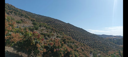 Rincon de la Victroria - Finca de mangos