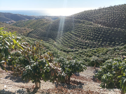 Rincon de la Victroria - Finca de mangos