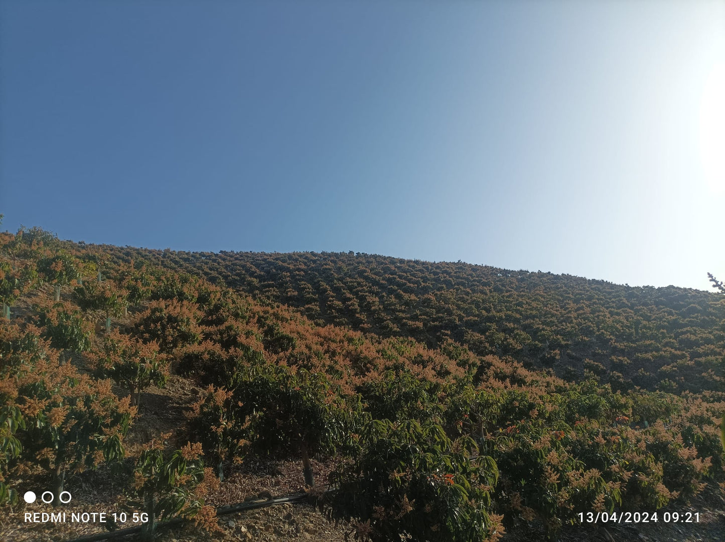 Rincon de la Victroria - Finca de mangos