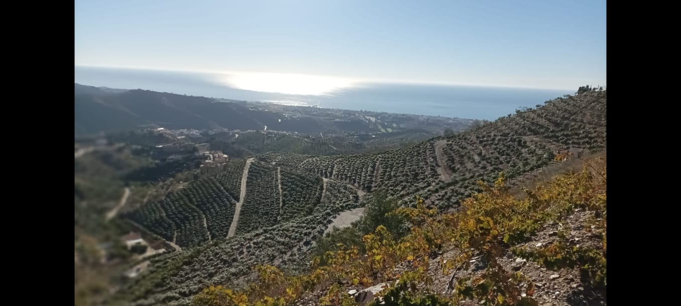 Rincon de la Victroria - Finca de mangos