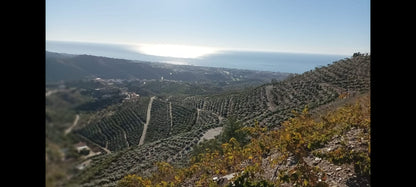 Rincon de la Victroria - Finca de mangos