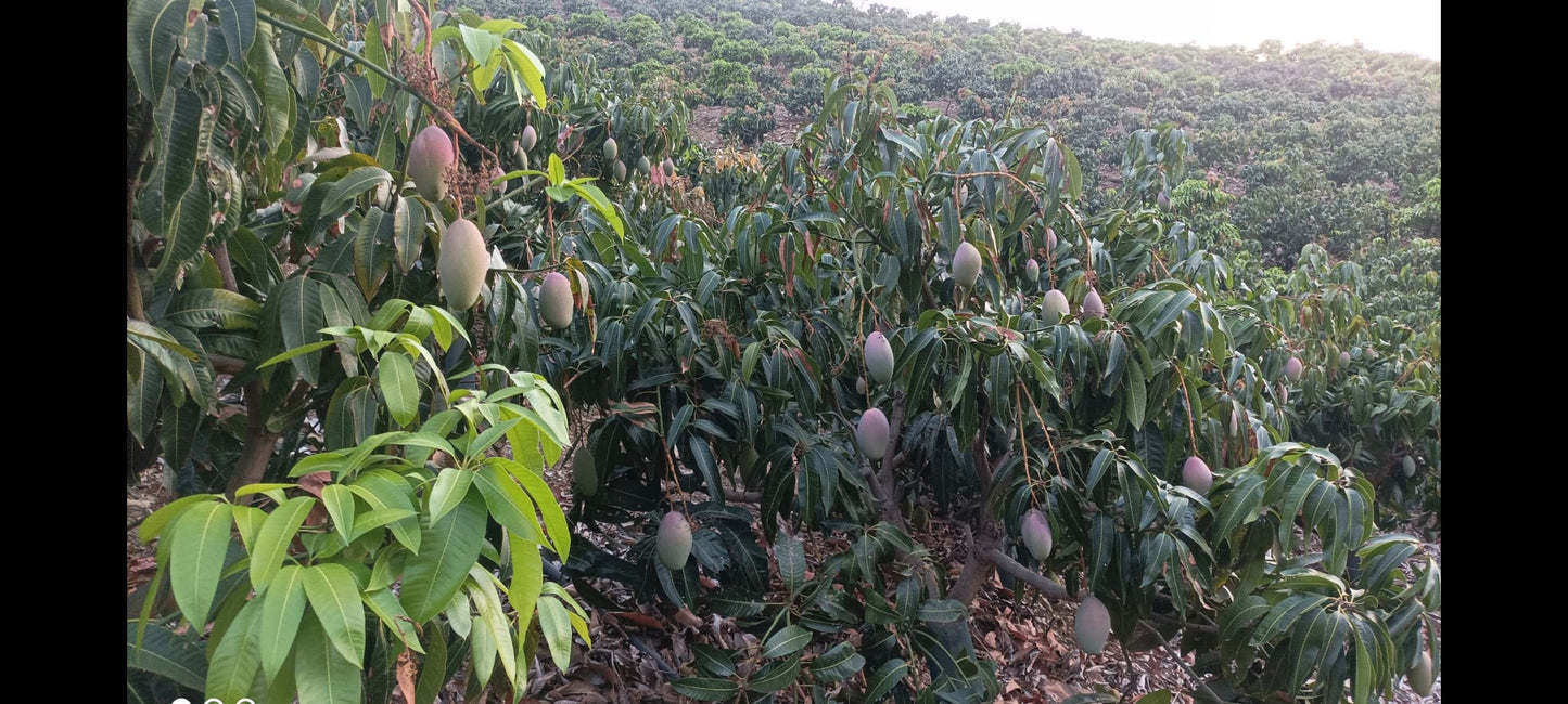 Rincon de la Victroria - Finca de mangos