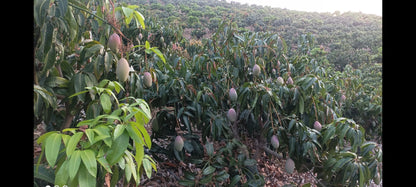 Rincon de la Victroria - Finca de mangos