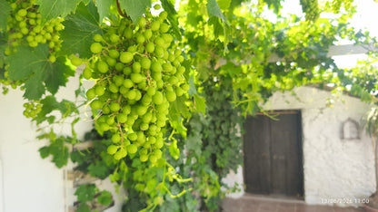 Rincon de la Victoria - Finca rústica en venta